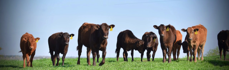 Wagyu heifers cows bulls